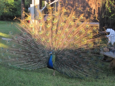 The almost Peacock victim